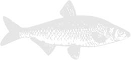 illustration of fish profile view