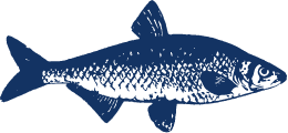 illustration of a fish profile view