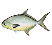 Pompano
