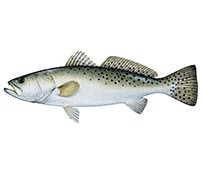 Speckled Trout