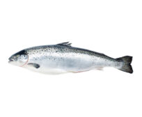 Salmonids