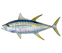 Tuna